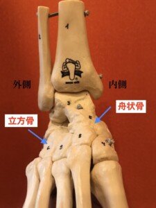 立法骨と舟状骨