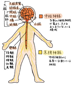 中枢と末梢
