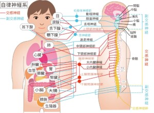 自律神経全体図